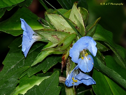 {Commelina virginica}